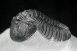 Arched Phacops Trilobite - Great Eyes #20649-3